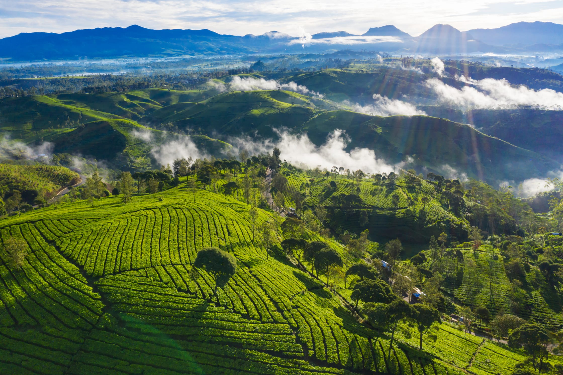 Regenerative agriculture