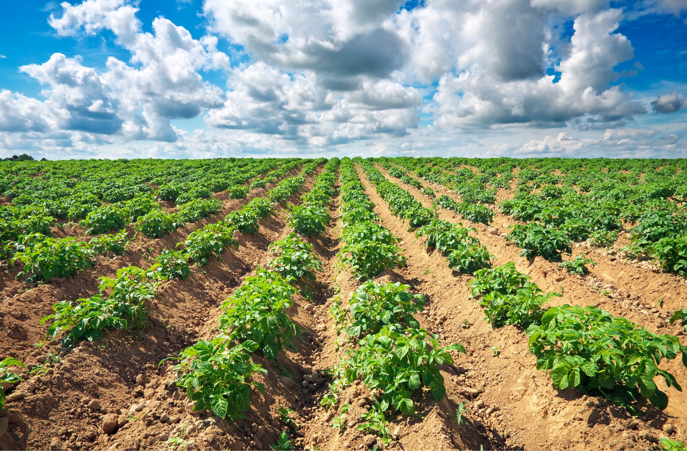 Potato field