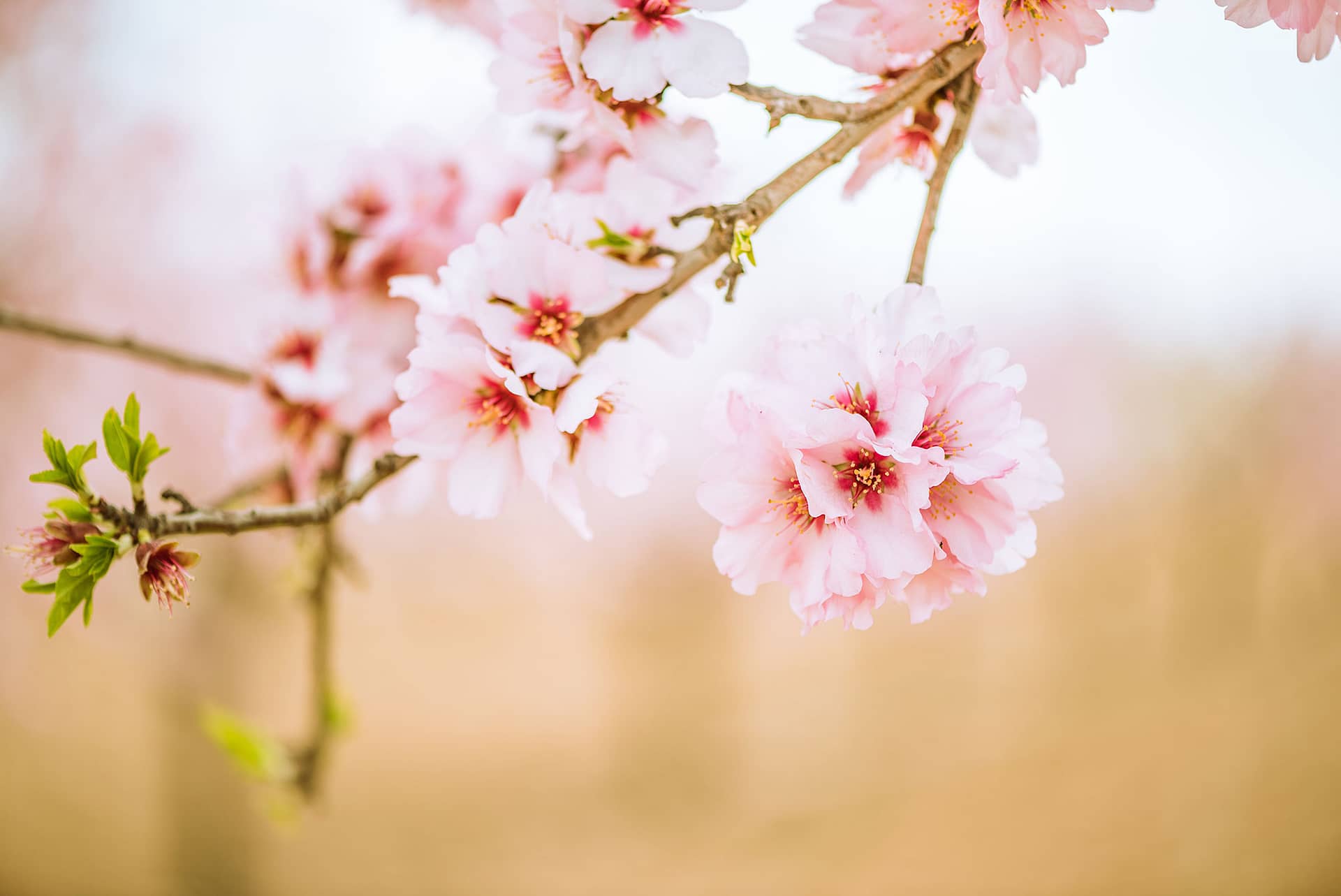 AlmondFlowers