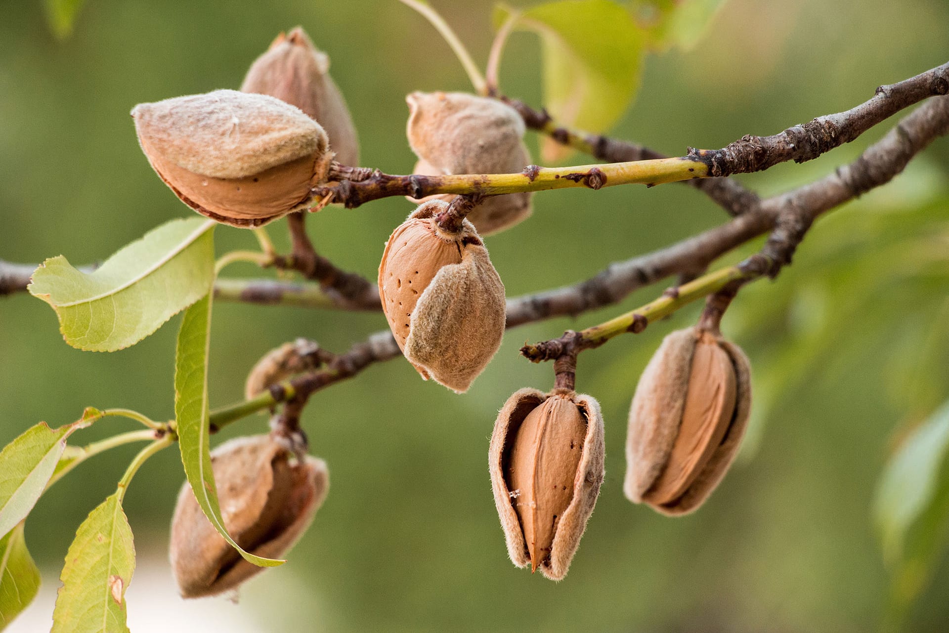 Almonds