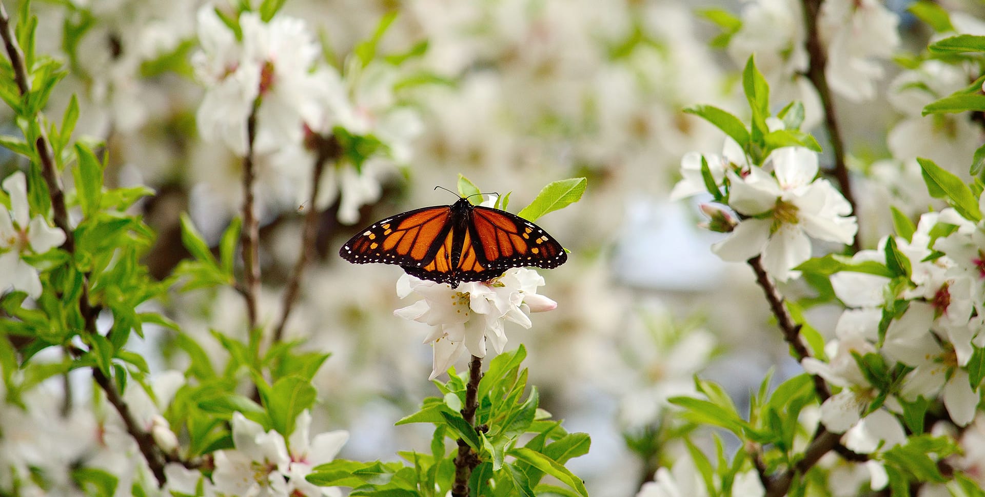 Biodiversity