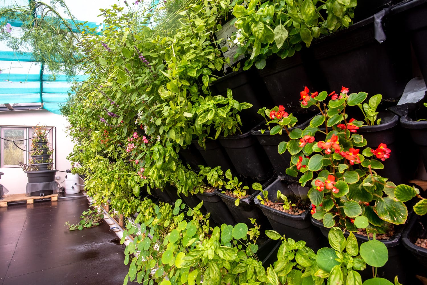 The aquaponics greenhouse will function as a hub for knowledge dissemination of aquaponics techniques, equipping locals with the capability to develop their own aquaponics units.