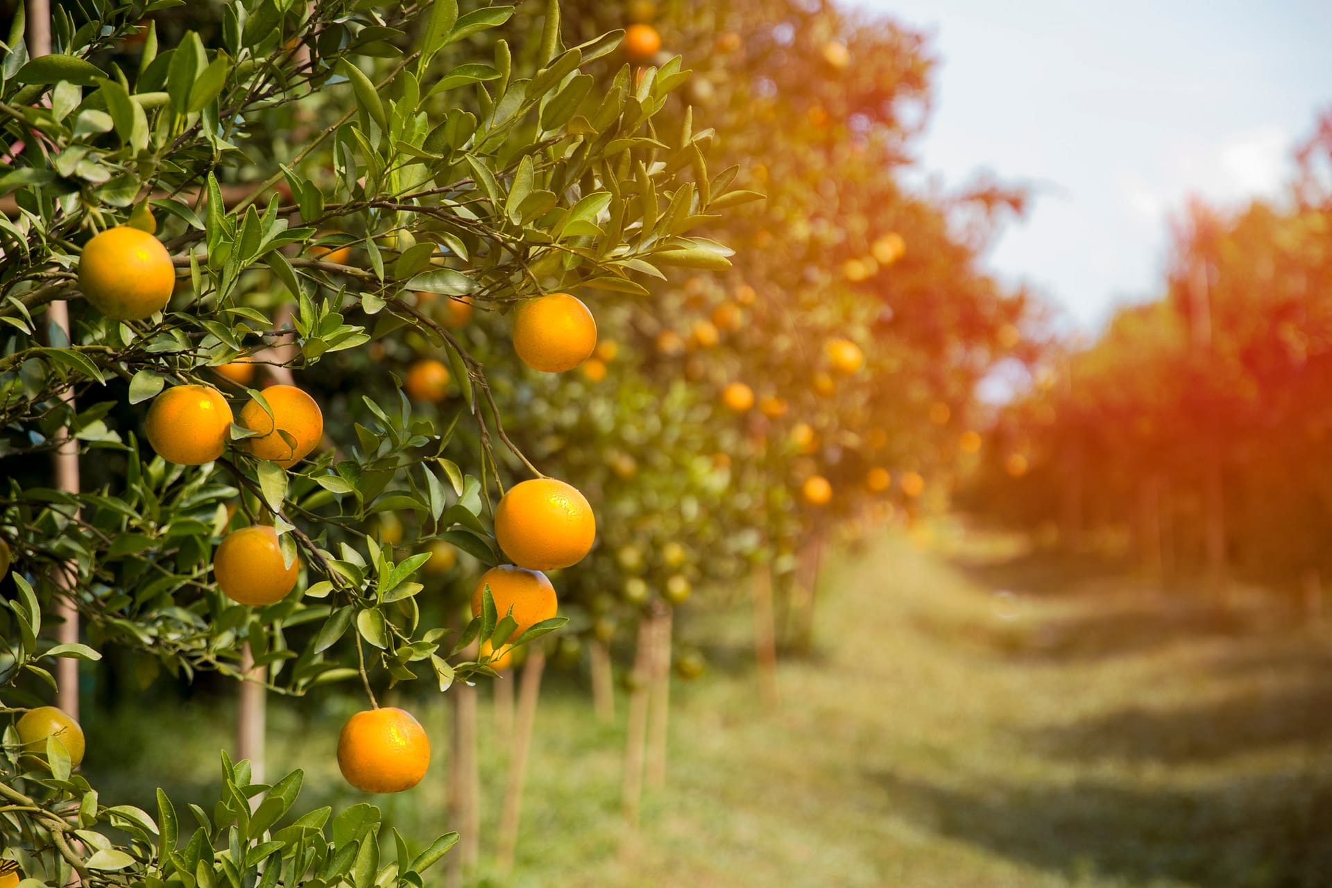 Tangerine sunny garden with green leaves and ripe fruits sunrise