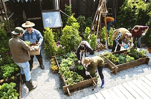 A group of people works together in a community-led fruit and vegetable garden
