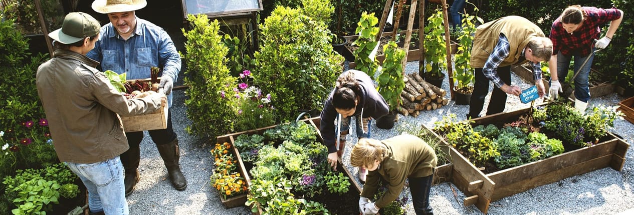 A group of people works together in a community-led fruit and vegetable garden