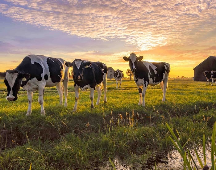 Systems thinking on the European food system