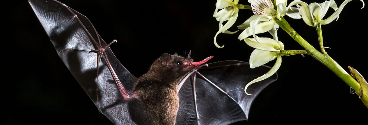 A Mexican long-nosed bat reaches with its tongue for Agave nectar while flying.