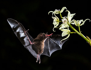A Mexican long-nosed bat reaches with its tongue for Agave nectar while flying.